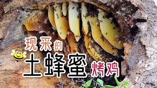 去采树洞里的土蜂蜜来烤鸡！【泡泡的梦想家园】