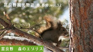 富良野観光物語2019春.春分vol.32　富良野　森のエゾリス