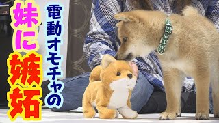 【豆柴】ママがオモチャを可愛がると・・・【子犬】