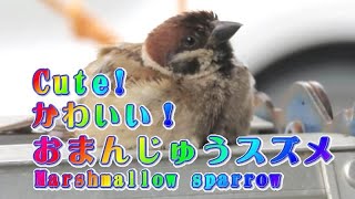 ペタンと座り込む可愛いスズメの『大福』ちゃん ～A sparrow like a marshmallow.～