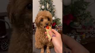 #クリスマス#トイプードル #トイプー #犬動画 #可愛い #犬のいる生活 #愛犬 #toypoodle #dog #食いしん坊  #christmas #merrychristmas #song