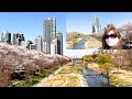 SHORT CHERRY BLOSSOM WALK IN YANGJAECHEON SK #4k #myrnainseoulsk #yangjae #cherryblossoms