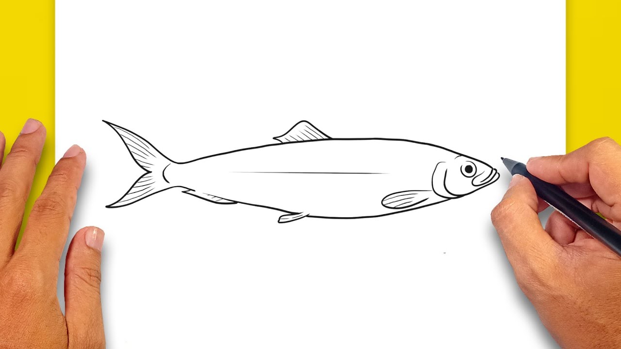How To Draw Atlantic Herring Fish Youtube