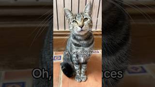 I can dances #cat #pets #funny #trending #cute