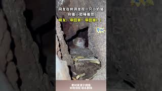 網友在樹洞發現壹只小奶貓仰著小臉睡覺，網友：帶回家！帶回家！！ #cuteanimal #萌寵#cat