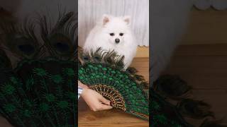 Protect the peacock!#nico #smartnico #funny #fyp #pets