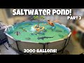 My SALTWATER POND IS FINALLY DONE!! + Fish Feeding!! (Part 3)