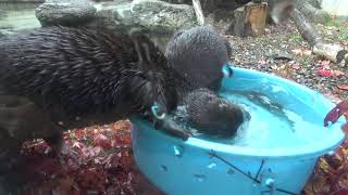 2020/11/02 盛岡市動物公園 カナダカワウソと活ドジョウ