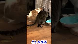 ヘビを猫の背後に置いてみた #shorts #short #cat #猫 #ねこ #へび #snake