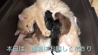 〜生後1日〜 ソマリの子猫