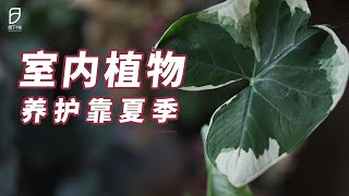 园丁小饭丨室内植物“回血”，全靠夏季养护