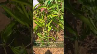 மாடித் தோட்டத்தில் மா மரம் வளர்ப்பது எப்படி | Grow Mangoes From Terrace Garden