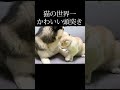 犬が育てた猫の頭突きは世界一かわいかった... shorts