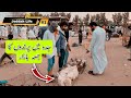 Jeddah Mean parindon ka Juma'a Bazar | Jeddah Life # 1 | Abdul Latif Chohan Vlogs