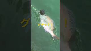 【ヒラメ釣り・あるある】大潮の釣りっ💦最後の一投の次の一投で釣れるとは・・・最後の一投とは一体いつなのっ？💦#shorts