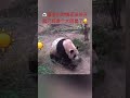 🐼大熊猫宝宝福宝蜷着团奶乎乎的糯米团子贻贴着妈妈爱宝🤩黑白绒毛还未长开便是一个小美女了🥰😍panda animals 睿辉