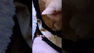 完全に妹猫の術中に操られる姉猫🐱 #shorts #猫 #cat