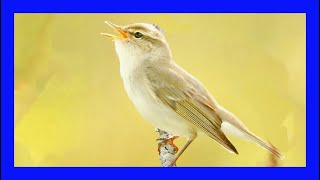 Arctic Warbler Singing! Arctic Warbler Calling! - Mosquitero Boreal Canto - Phylloscopus Borealis