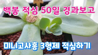 백봉 적심 경과보고 \u0026 미니고사홍 적심하기