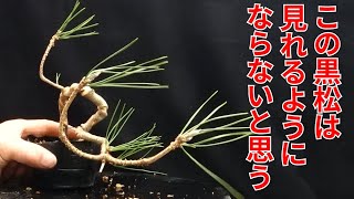 This black pine is truly I'm exhausted! Black pine 1