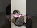 気づいてしまったのですね、、🐈 shorts cat 猫