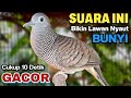 Perkutut Lokal Gacor Suara Paling Ampuh Untuk Pancingan Perkutut Agar Bunyi