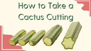 How to Take a San Pedro Cactus Cutting [Cactus Cutting & Propagation Basics]