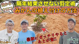 【目からウロコ】隔年結果させない剪定術！みかんの植え付け方法について！【羽田農園 羽田忠儀さん】【針尾汐風みかん】