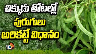 చిక్కుడు తోటల్లో పురుగులు అరికట్టే విధానం | Broad Beans Cultivation | Matti Manishi | 10TV