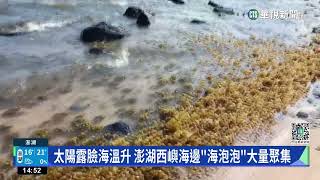 太陽露臉海溫升　澎湖西嶼海邊「海泡泡」大量聚集｜華視新聞 20230218