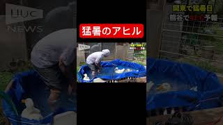 【猛暑】アヒルが溶けちゃいそうなので...