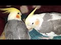 triki and tweety .. moving in covers cocateil animals birds