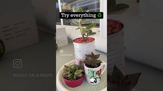 Try everything to recicle, reuse and reduce ♻️ #shortvideo #succulents #recycle #suculentas #pots