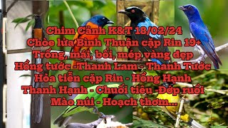 18/02/25💥 Chòe lửa Bình Thuận cặp Rin 19+💥 Hồng tước 💥Thanh Lam & các loại chim Avi đẹp...