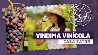 Vindima 2021 - Vinícola Casa Zator e Travelum