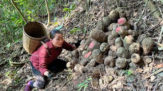 Harvesting wild potatoes to sell and how to process them into nutritious food