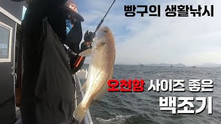 생활낚시는 백조기가 최고입니다. #빵구01#백조기 #오천항 #발키리7호 #오천루어스쿨 #teamMJT