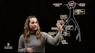 Lymphatic Drainage of the Pelvis Lightboard