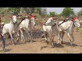 shubbu shukla ji seoni sikandar pawan bailjodi race ox race with raja