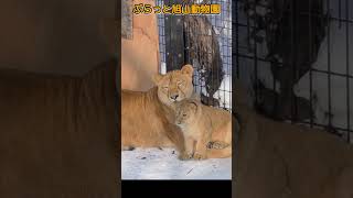 最も安全＆安心な場所。旭山動物園のライオンオリトイオファミリー #shorts#zoo#lion#animals