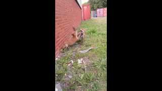 Foxes fighting whilst on my break daylight