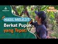 Cara Pemupukan Kakao Tepat, BUAH AUTO LEBAT!