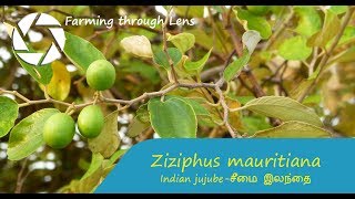 Ziziphus mauritiana - Indian jujube - சீமை இலந்தை