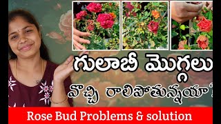 గులాబీ మొగ్గలు వొచ్చి రాలిపోతున్నయి ?  l Rose Flower buds not opening? l HappyGardener Telugu