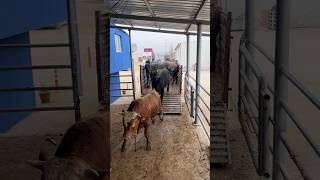 KESİME GİDEN DANALAR KAMYONDAN ATLADI / CALF GOING TO Slaughter JUMPED OUT OF THE TRUCK 2025