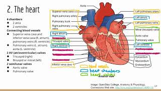 Comprehensive ATI TEAS Science Review Lecture_cardiovascular system 1_overview and heart structures