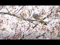 ギター日記　今日の野鳥　・　まつぶし緑の丘公園　2022年4月7日