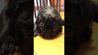 怒り顔で床に這いつくばる黒パグ!!A black pug crawling on the floor with an angry face!