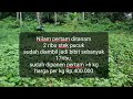 petani nilam kota manado sulut harga nilam terbaru 28 12 2021. nilam petaninilam harganilam