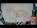 draw along with pip wolves and wilddogs dhole